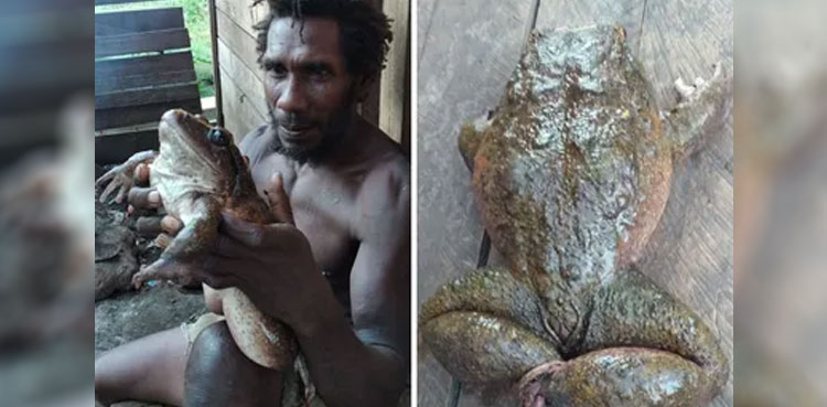 Villagers stunned after finding a frog ‘as big as human baby’
