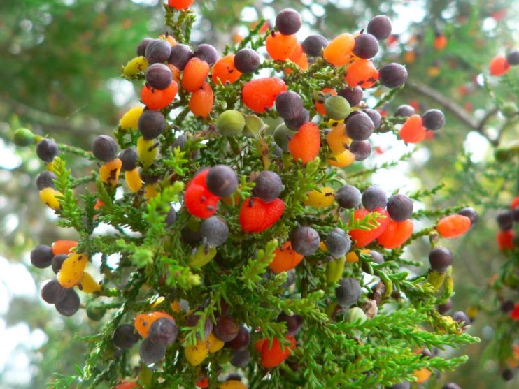 University professor grows 40 different fruits on single tree