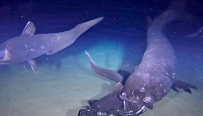 Rare footage shows mysterious fish that lives in complete darkness