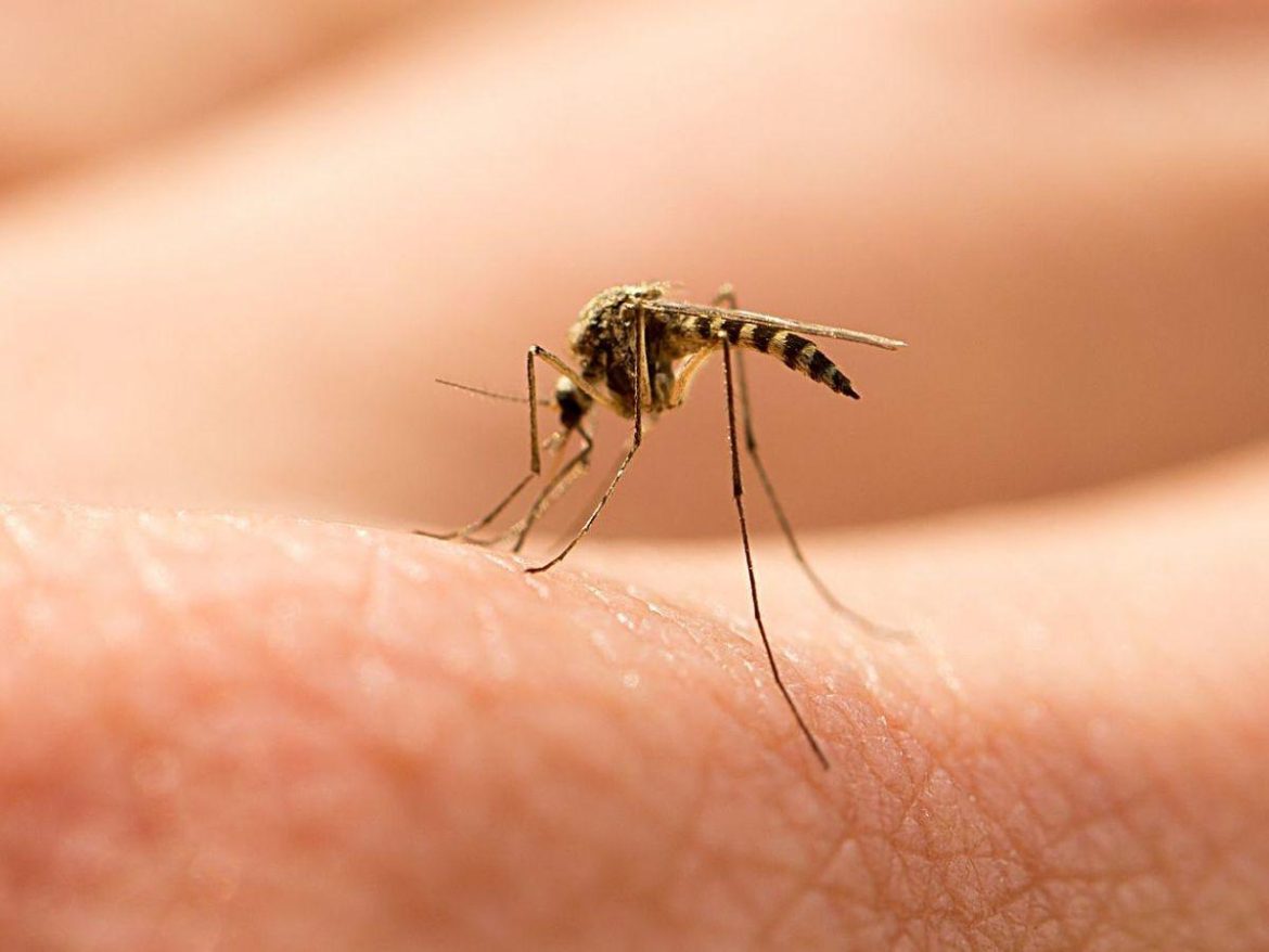 Unlocking the Mystery: How Mosquitoes Smell Humans