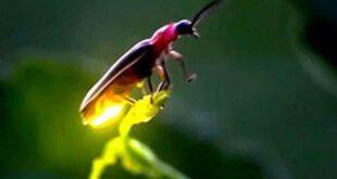 پوری دنیا میں‌ جگنو تیزی سے کم ہونے لگیں